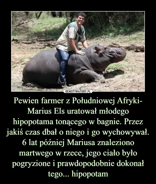 Pewien farmer z Południowej Afryki- Marius Els uratował młodego hipopotama tonącego w bagnie. Przez jakiś czas dbał o niego i go wychowywał. 6 lat później Mariusa znaleziono martwego w rzece, jego ciało było pogryzione i prawdopodobnie dokonał tego... hipopotam –  