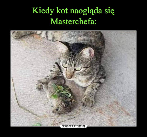 Kiedy kot naogląda się
Masterchefa: