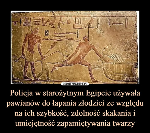 Policja w starożytnym Egipcie używała pawianów do łapania złodziei ze względu na ich szybkość, zdolność skakania i umiejętność zapamiętywania twarzy