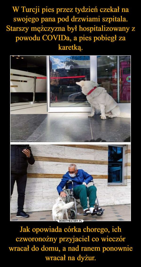 W Turcji pies przez tydzień czekał na swojego pana pod drzwiami szpitala. Starszy mężczyzna był hospitalizowany z powodu COVIDa, a pies pobiegł za karetką. Jak opowiada córka chorego, ich czworonożny przyjaciel co wieczór wracał do domu, a nad ranem ponownie wracał na dyżur.
