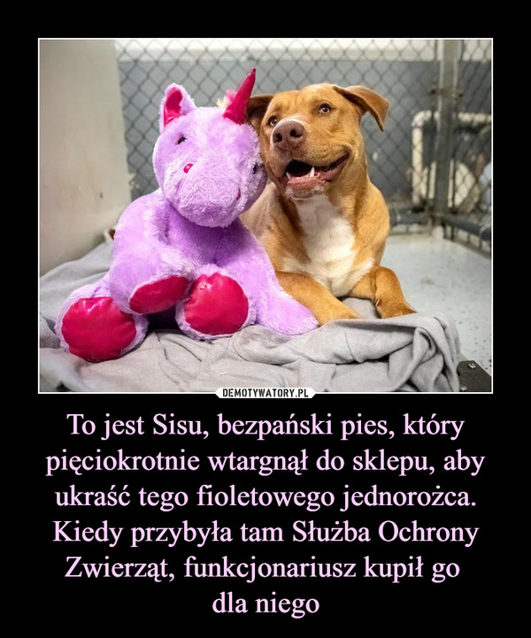 To jest Sisu, bezpański pies, który pięciokrotnie wtargnął do sklepu, aby ukraść tego fioletowego jednorożca. Kiedy przybyła tam Służba Ochrony Zwierząt, funkcjonariusz kupił go dla niego –  