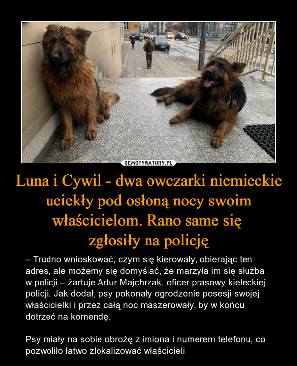 Luna i Cywil - dwa owczarki niemieckie uciekły pod osłoną nocy swoim właścicielom. Rano same się 
zgłosiły na policję