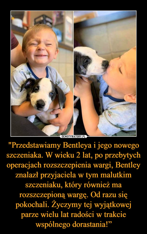 "Przedstawiamy Bentleya i jego nowego szczeniaka. W wieku 2 lat, po przebytych operacjach rozszczepienia wargi, Bentley znalazł przyjaciela w tym malutkim szczeniaku, który również ma rozszczepioną wargę. Od razu się pokochali. Życzymy tej wyjątkowej parze wielu lat radości w trakcie wspólnego dorastania!”