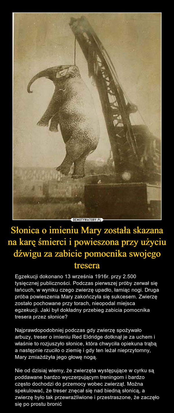 Słonica o imieniu Mary została skazana na karę śmierci i powieszona przy użyciu dźwigu za zabicie pomocnika swojego tresera