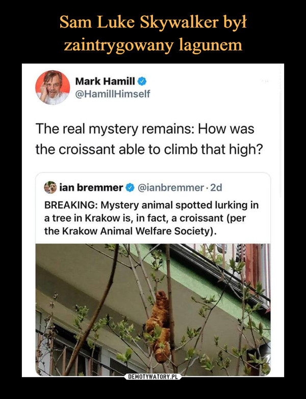  –  Mark Hamill O@HamillHimselfThe real mystery remains: How wasthe croissant able to climb that high?ian bremmer O @ianbremmer • 2dBREAKING: Mystery animal spotted lurking ina tree in Kraków is, in fact, a croissant (perthe Kraków Animal Welfare Society).