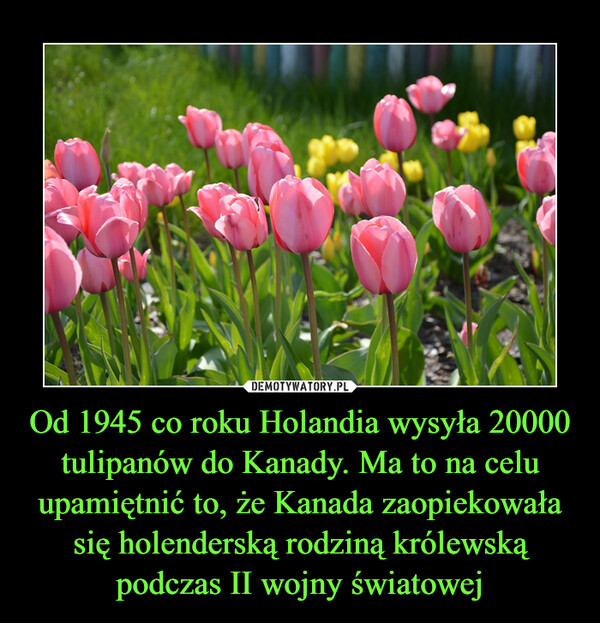 Od 1945 co roku Holandia wysyła 20000 tulipanów do Kanady. Ma to na celu upamiętnić to, że Kanada zaopiekowała się holenderską rodziną królewską podczas II wojny światowej