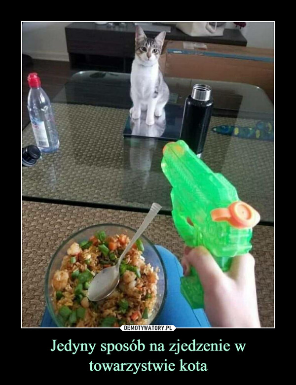 Jedyny sposób na zjedzenie w towarzystwie kota –  