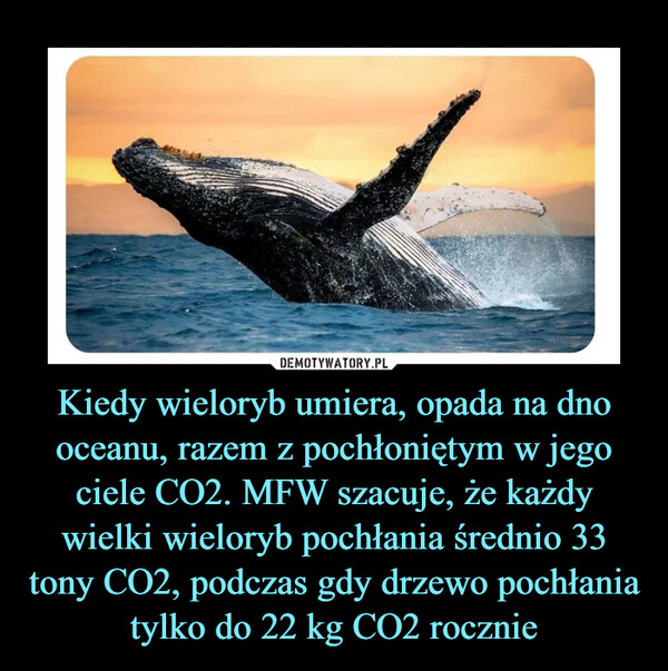 Kiedy wieloryb umiera, opada na dno oceanu, razem z pochłoniętym w jego ciele CO2. MFW szacuje, że każdy wielki wieloryb pochłania średnio 33 tony CO2, podczas gdy drzewo pochłania tylko do 22 kg CO2 rocznie –  
