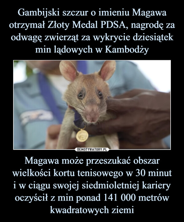 Gambijski szczur o imieniu Magawa otrzymał Złoty Medal PDSA, nagrodę za odwagę zwierząt za wykrycie dziesiątek min lądowych w Kambodży Magawa może przeszukać obszar wielkości kortu tenisowego w 30 minut
i w ciągu swojej siedmioletniej kariery oczyścił z min ponad 141 000 metrów kwadratowych ziemi