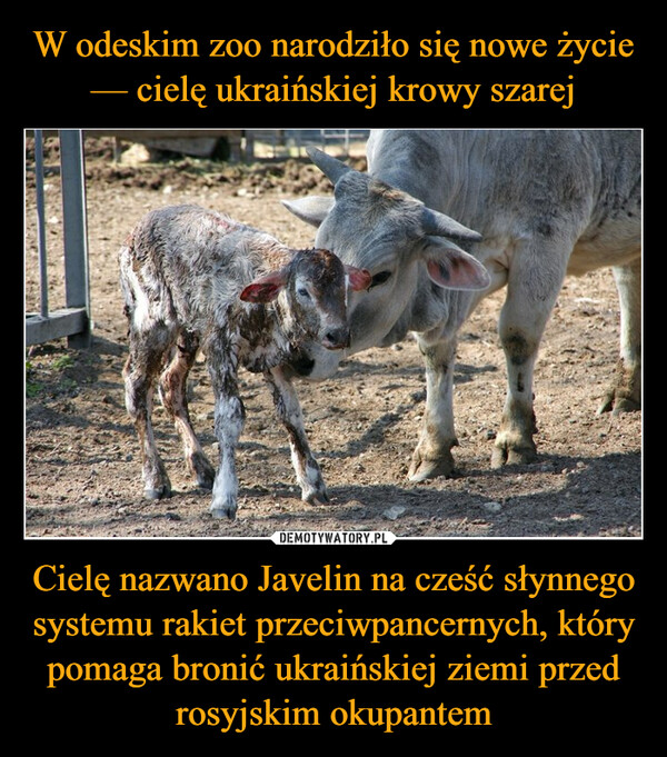 Cielę nazwano Javelin na cześć słynnego systemu rakiet przeciwpancernych, który pomaga bronić ukraińskiej ziemi przed rosyjskim okupantem –  