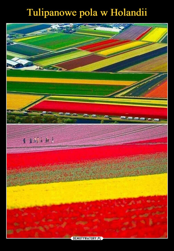 Tulipanowe pola w Holandii
