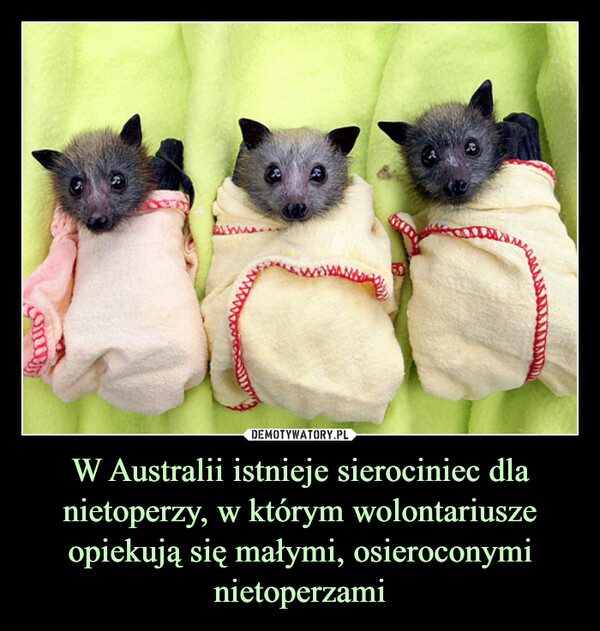 W Australii istnieje sierociniec dla nietoperzy, w którym wolontariusze opiekują się małymi, osieroconymi nietoperzami –  