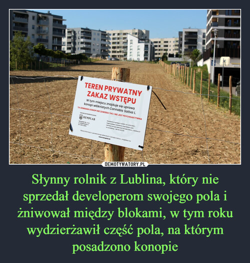 Słynny rolnik z Lublina, który nie sprzedał developerom swojego pola i żniwował między blokami, w tym roku wydzierżawił część pola, na którym posadzono konopie