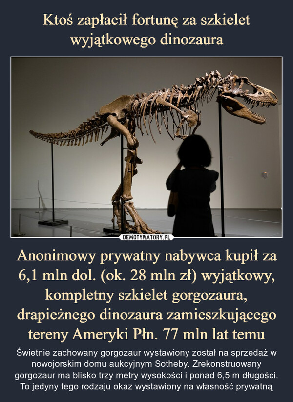 Ktoś zapłacił fortunę za szkielet wyjątkowego dinozaura Anonimowy prywatny nabywca kupił za 6,1 mln dol. (ok. 28 mln zł) wyjątkowy, kompletny szkielet gorgozaura, drapieżnego dinozaura zamieszkującego tereny Ameryki Płn. 77 mln lat temu