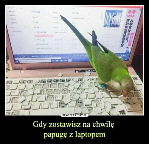 Gdy zostawisz na chwilę 
papugę z laptopem