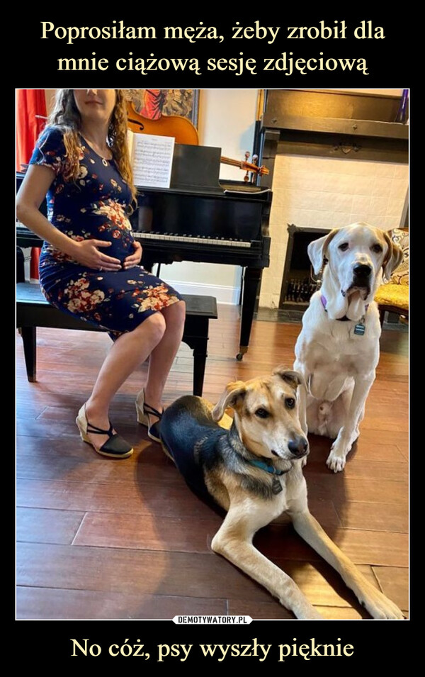 Poprosiłam męża, żeby zrobił dla mnie ciążową sesję zdjęciową No cóż, psy wyszły pięknie