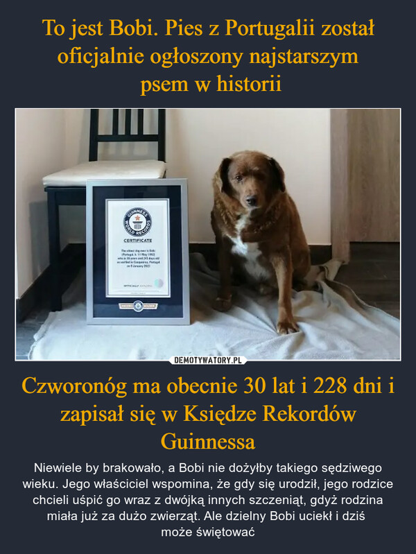 To jest Bobi. Pies z Portugalii został oficjalnie ogłoszony najstarszym
 psem w historii Czworonóg ma obecnie 30 lat i 228 dni i zapisał się w Księdze Rekordów Guinnessa