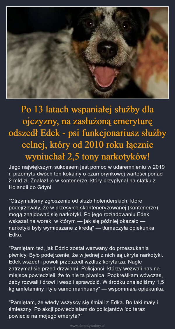 Po 13 latach wspaniałej służby dla ojczyzny, na zasłużoną emeryturę odszedł Edek - psi funkcjonariusz służby celnej, który od 2010 roku łącznie wyniuchał 2,5 tony narkotyków! – Jego największym sukcesem jest pomoc w udaremnieniu w 2019 r. przemytu dwóch ton kokainy o czarnorynkowej wartości ponad 2 mld zł. Znalazł je w kontenerze, który przypłynął na statku z Holandii do Gdyni."Otrzymaliśmy zgłoszenie od służb holenderskich, które podejrzewały, że w przesyłce skonteneryzowanej (kontenerze) mogą znajdować się narkotyki. Po jego rozładowaniu Edek wskazał na worek, w którym — jak się później okazało — narkotyki były wymieszane z kredą" — tłumaczyła opiekunka Edka."Pamiętam też, jak Edzio został wezwany do przeszukania piwnicy. Było podejrzenie, że w jednej z nich są ukryte narkotyki. Edek wszedł i powoli przeszedł wzdłuż korytarza. Nagle zatrzymał się przed drzwiami. Policjanci, którzy wezwali nas na miejsce powiedzieli, że to nie ta piwnica. Podkreśliłam wówczas, żeby rozwalili drzwi i weszli sprawdzić. W środku znaleźliśmy 1,5 kg amfetaminy i tyle samo marihuany" — wspomniała opiekunka."Pamiętam, że wtedy wszyscy się śmiali z Edka. Bo taki mały i śmieszny. Po akcji powiedziałam do policjantów:'co teraz powiecie na mojego emeryta?" 