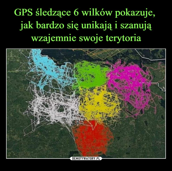 GPS śledzące 6 wilków pokazuje, 
jak bardzo się unikają i szanują wzajemnie swoje terytoria