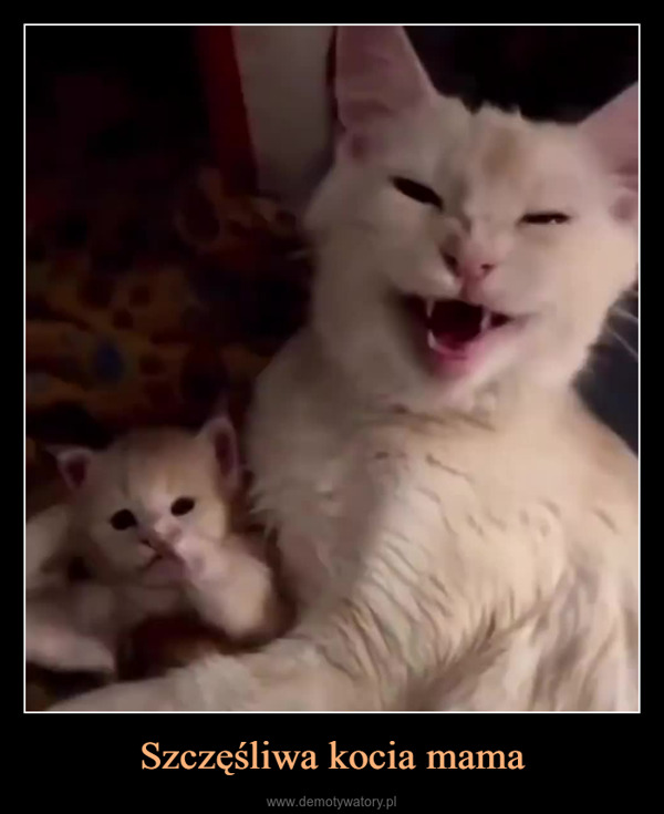 Szczęśliwa kocia mama –  