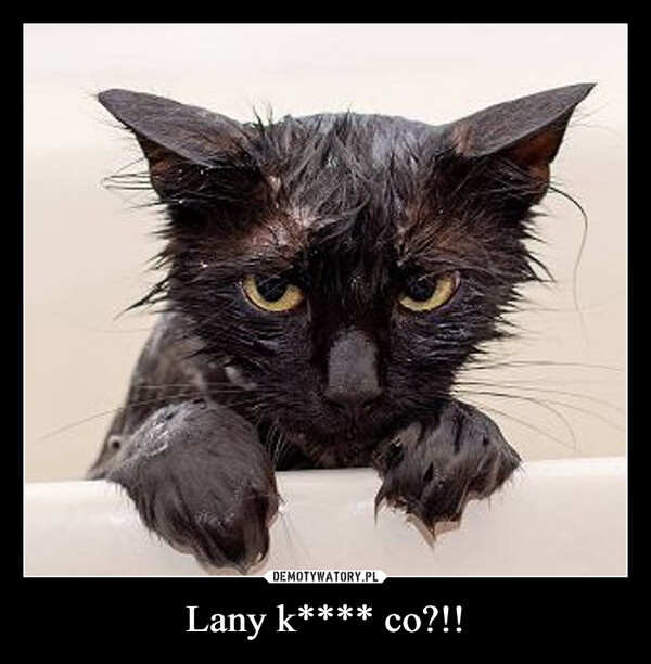 Lany k**** co?!! –  