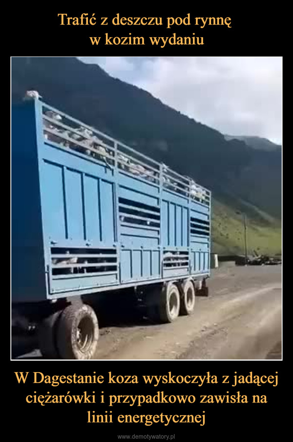 W Dagestanie koza wyskoczyła z jadącej ciężarówki i przypadkowo zawisła na linii energetycznej –  00