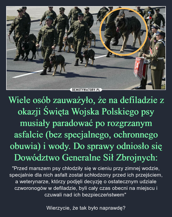 Wiele osób zauważyło, że na defiladzie z okazji Święta Wojska Polskiego psy musiały paradować po rozgrzanym asfalcie (bez specjalnego, ochronnego obuwia) i wody. Do sprawy odniosło się Dowództwo Generalne Sił Zbrojnych: – "Przed marszem psy chłodziły się w cieniu przy zimnej wodzie, specjalnie dla nich asfalt został schłodzony przed ich przejściem, a weterynarze, którzy podjęli decyzję o ostatecznym udziale czworonogów w defiladzie, byli cały czas obecni na miejscu i czuwali nad ich bezpieczeństwem" Wierzycie, że tak było naprawdę? 