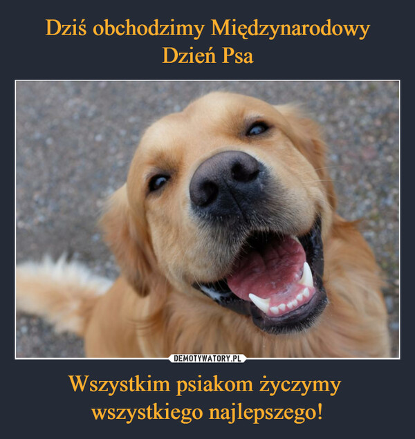 Dziś obchodzimy Międzynarodowy Dzień Psa Wszystkim psiakom życzymy 
wszystkiego najlepszego!