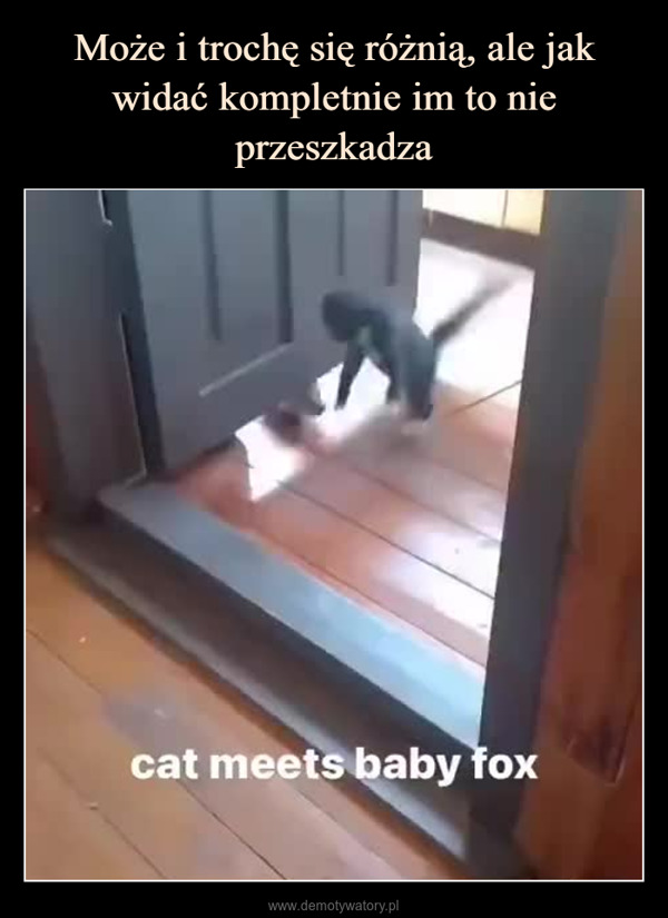  –  cat meets baby fox
