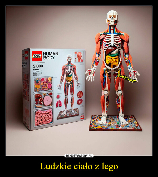 Ludzkie ciało z lego –  A Human Body Lego Set!CODJUMANBiyLEGOLaghd kutyarlane of a5,000PiecesMUOM REFET9988Napruble BartHHUMANBODYOBROLYn@odditymall