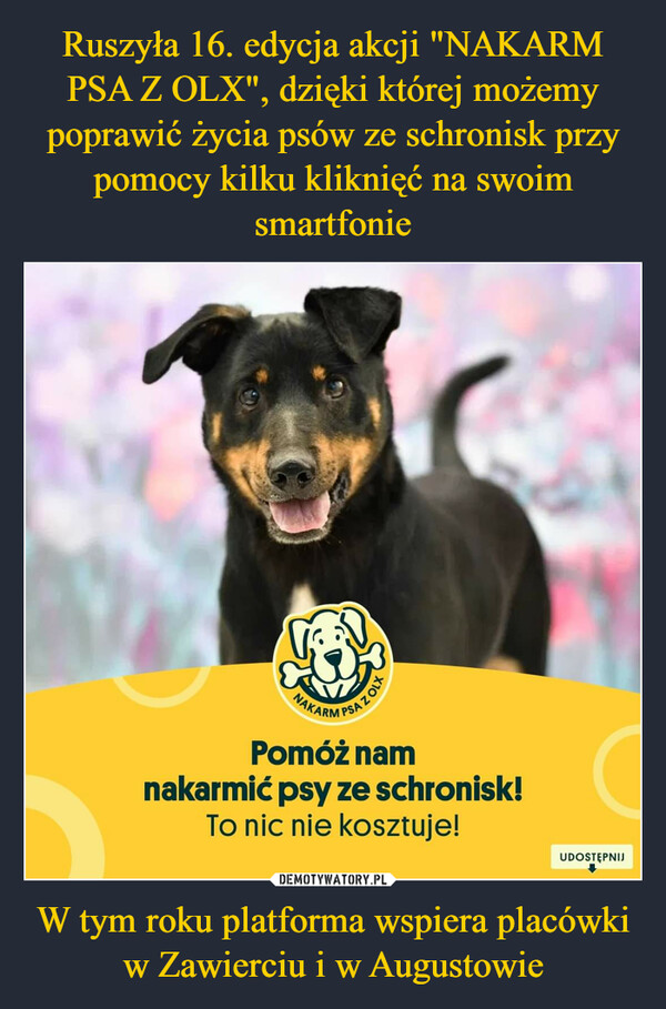 Ruszyła 16. edycja akcji "NAKARM PSA Z OLX", dzięki której możemy poprawić życia psów ze schronisk przy pomocy kilku kliknięć na swoim smartfonie W tym roku platforma wspiera placówki w Zawierciu i w Augustowie