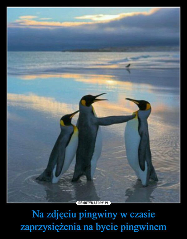 Na zdjęciu pingwiny w czasie zaprzysiężenia na bycie pingwinem