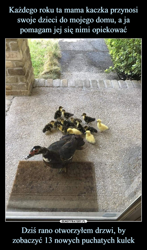 Każdego roku ta mama kaczka przynosi swoje dzieci do mojego domu, a ja pomagam jej się nimi opiekować Dziś rano otworzyłem drzwi, by zobaczyć 13 nowych puchatych kulek