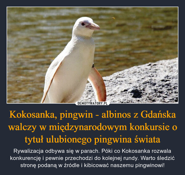 Kokosanka, pingwin - albinos z Gdańska walczy w międzynarodowym konkursie o tytuł ulubionego pingwina świata