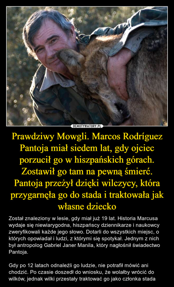 Prawdziwy Mowgli. Marcos Rodríguez Pantoja miał siedem lat, gdy ojciec porzucił go w hiszpańskich górach. Zostawił go tam na pewną śmierć. Pantoja przeżył dzięki wilczycy, która przygarnęła go do stada i traktowała jak własne dziecko – Został znaleziony w lesie, gdy miał już 19 lat. Historia Marcusa wydaje się niewiarygodna, hiszpańscy dziennikarze i naukowcy zweryfikowali każde jego słowo. Dotarli do wszystkich miejsc, o których opowiadał i ludzi, z którymi się spotykał. Jednym z nich był antropolog Gabriel Janer Manila, który nagłośnił świadectwo Pantoja.Gdy po 12 latach odnaleźli go ludzie, nie potrafił mówić ani chodzić. Po czasie doszedł do wniosku, że wolałby wrócić do wilków, jednak wilki przestały traktować go jako członka stada 